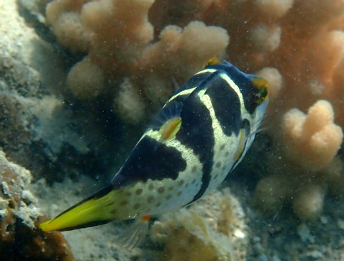 Canthigaster valentini observed 2026-10-20