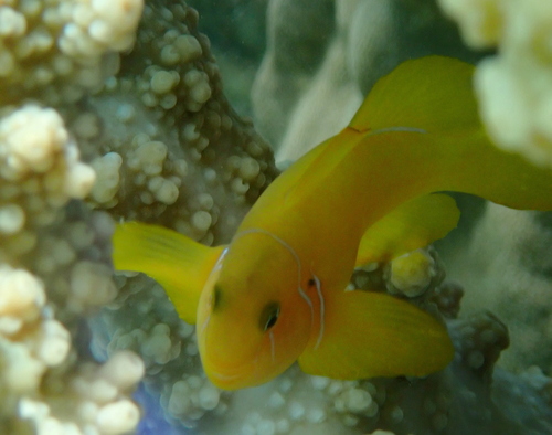 Gobiodon citrinus observed 2026-10-20