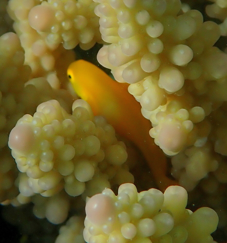 Gobiodon okinawae observed 2026-10-20