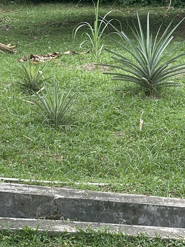 Ananas comosus observed 2026-10-20