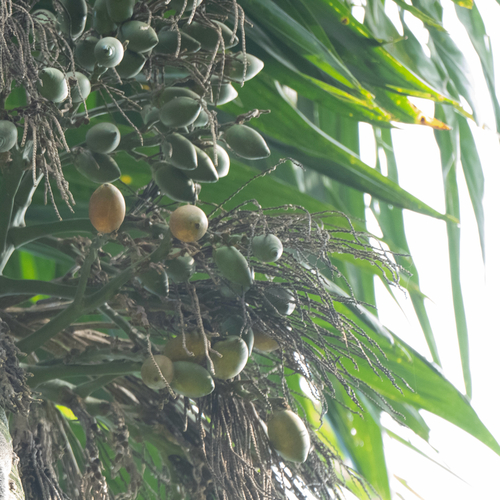 Areca catechu observed 2026-10-02