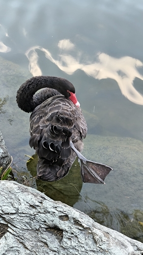Black Swan