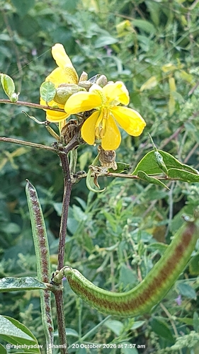 Senna occidentalis observed 2026-10-20