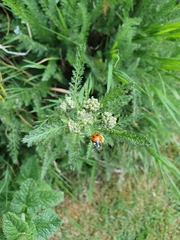Coccinella septempunctata