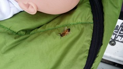 Apis mellifera