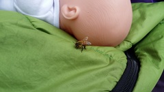 Apis mellifera