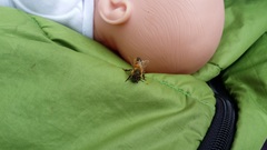 Apis mellifera