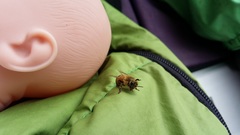 Apis mellifera