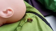 Apis mellifera