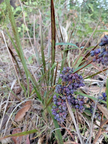 Dianella congesta, 2026-10-20