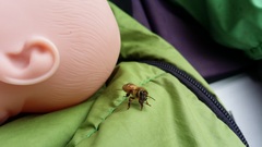 Apis mellifera
