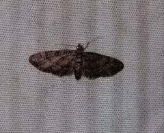 Eupithecia palpata