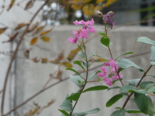 Lagerstroemia observed 2026-10-20