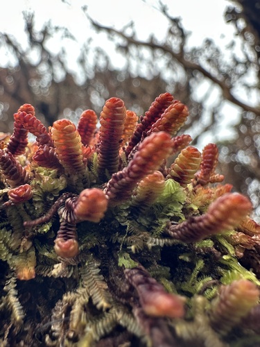Pleurozia conchifolia observed 2026-10-18