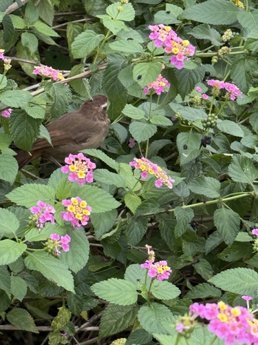 White-browed Laughingthrush