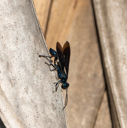 Chalybion californicum observed 2026-10-19