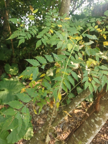 Koelreuteria elegans observed 2026-10-18