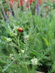 Coccinella septempunctata