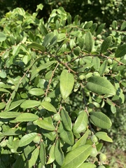 Bridelia cathartica melanthesoides