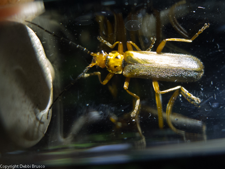 Podabrus binotatus