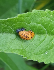 Coccinella septempunctata