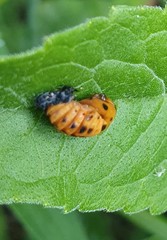 Coccinella septempunctata