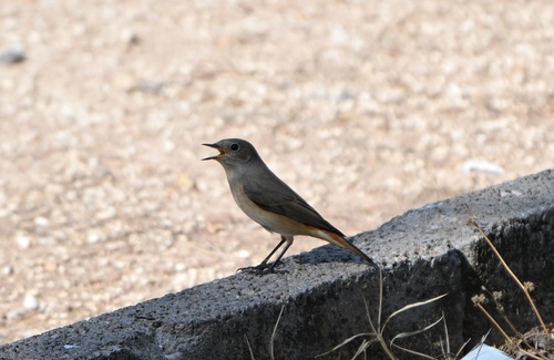 iNaturalist image