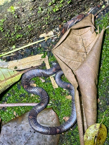 Oligodon signatus observed 2026-10-19