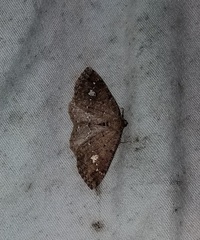 Homochlodes lactispargaria