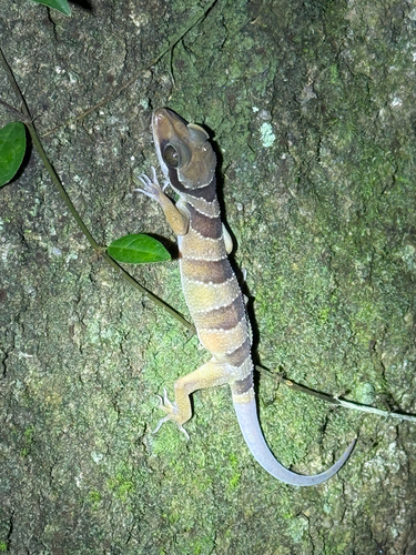 Cyrtodactylus pulchellus observed 2026-10-19