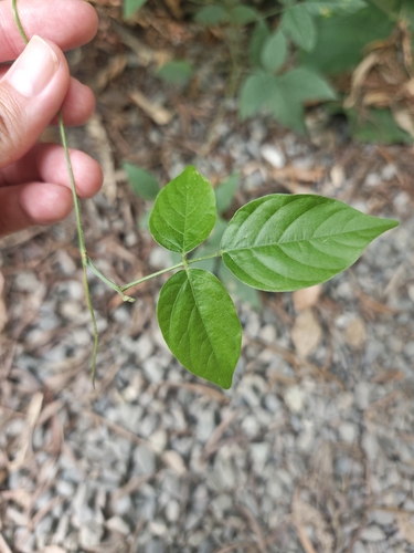 Centrosema pubescens observed 2026-10-18