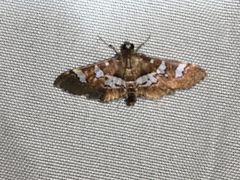 Desmia ufeus