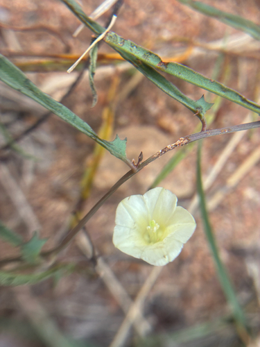 Xenostegia tridentata observed 2026-10-20
