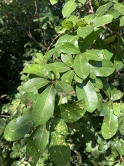 Vitellariopsis marginata