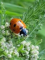 Coccinella septempunctata