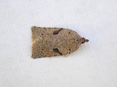 Meritastis polygraphana