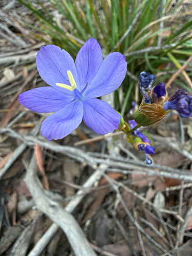 Orthrosanthus multiflorus, 2026-10-20
