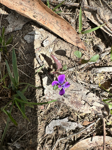 Viola betonicifolia, 2026-10-20