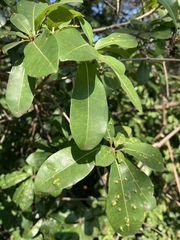 Vitellariopsis marginata