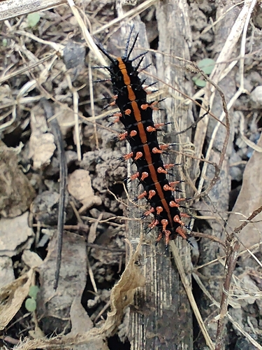 Tropical Fritillary