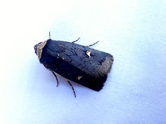 Proteuxoa cinereicollis