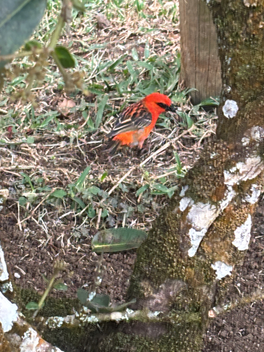 iNaturalist image