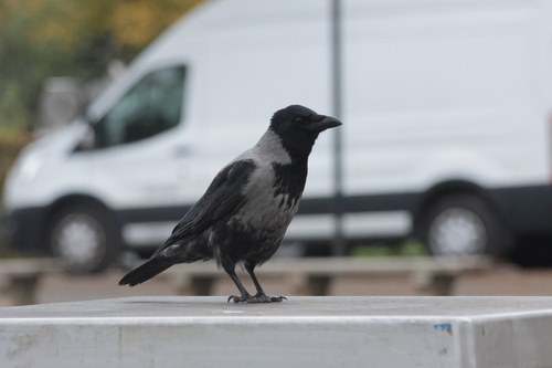 Hooded × Carrion Crow