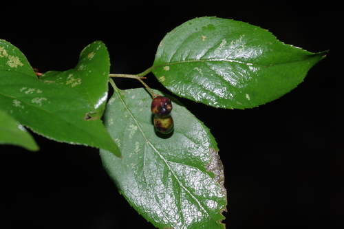 Symplocos paniculata observed 2026-10-18