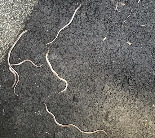 Common Slowworm