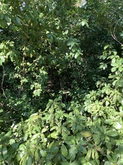 Vitellariopsis marginata