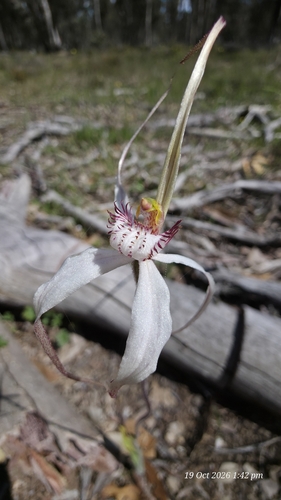 Caladenia patersonii observed 2026-10-19