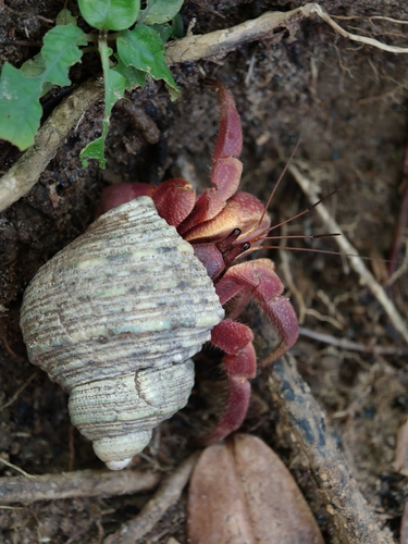 Coenobita brevimanus observed 2026-10-20