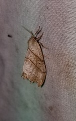 Drepana bilineata