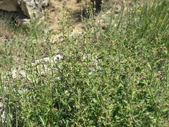 Scrophularia rupestris